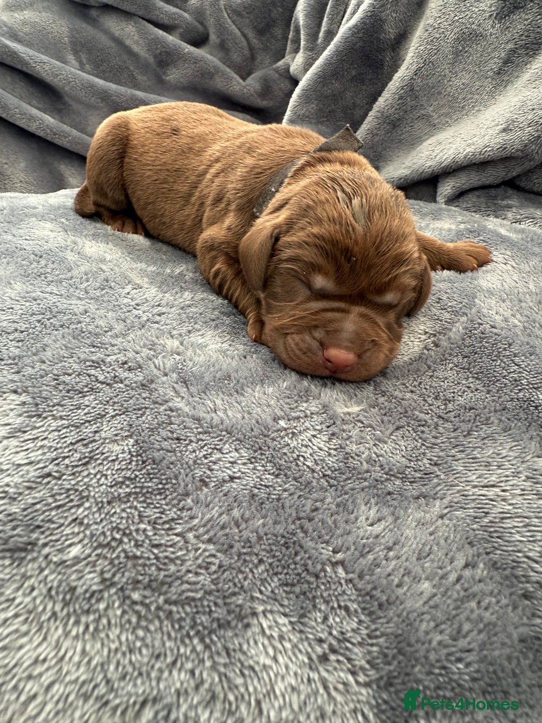 Labrador Retriever dogs for sale: Beautiful Chocolate Labrador Puppies - Image 12