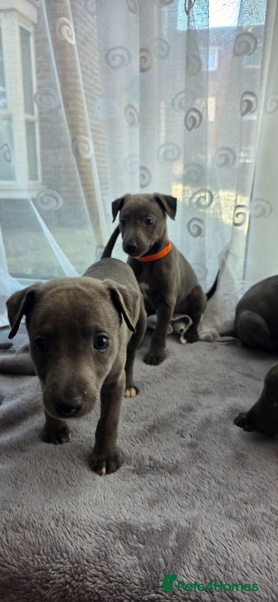 Whippet dogs KC Registered Blue Whippet Pups **Only Two Left** - Advert 1