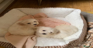 Mixed Breed dogs - Advert 7