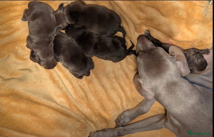 Mixed Breed dogs Weimaraner X Springer Spaniel - Advert 13