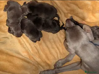 Mixed Breed dogs Weimaraner X Springer Spaniel - Advert 13