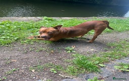 Staffordshire Bull Terrier dogs for stud: Stud  - Image 2