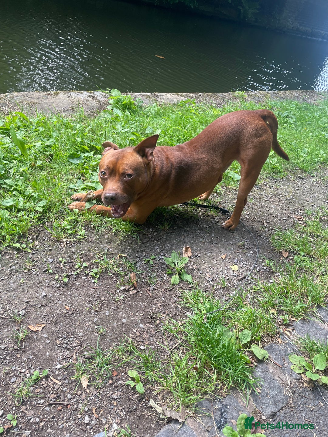 Staffordshire Bull Terrier dogs for stud: Stud  - Image 2