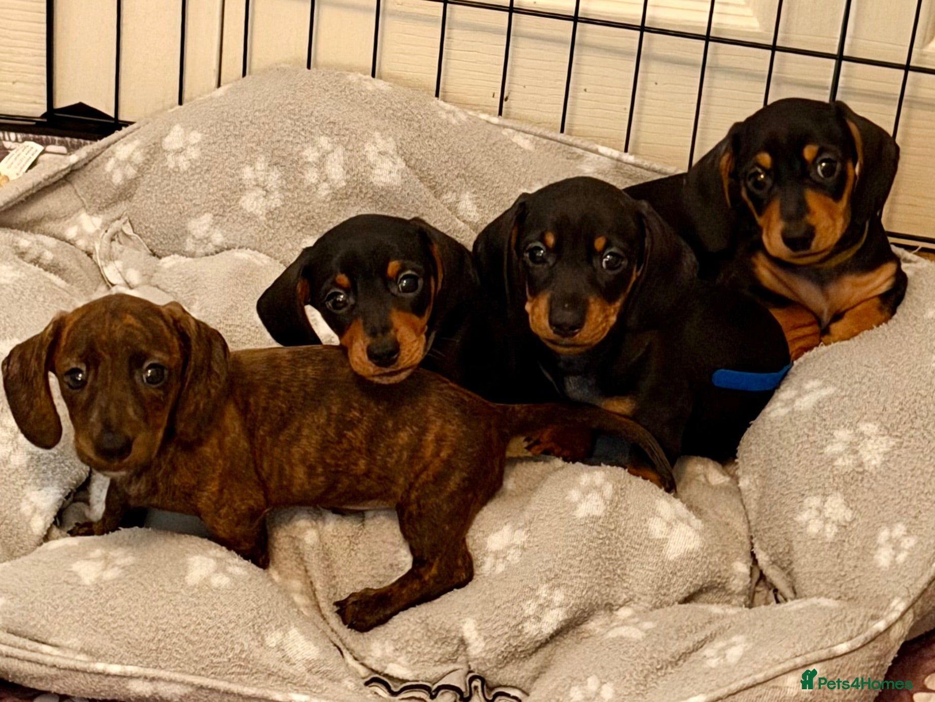 Miniature Dachshund dogs Miniature Dachshund  - Advert 15
