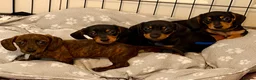 Miniature Dachshund dogs for sale: Miniature Dachshund  in Bury Saint Edmunds - Advert 1
