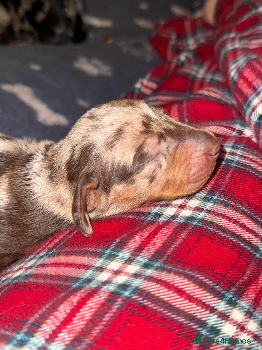 Miniature Dachshund dogs for sale: 🐾 5 Mini Dachshunds 4 dappled, 1 choc 🐾 - Advert 7