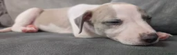 Whippet dogs for sale: The most precious! Kc wippets 🐶 boys & girls   - Advert 13