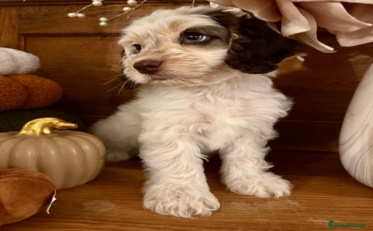 Cockapoo dogs - Advert 12
