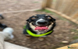 Mixed Breed dogs for sale: Border collie x German Shepard  - Image 1