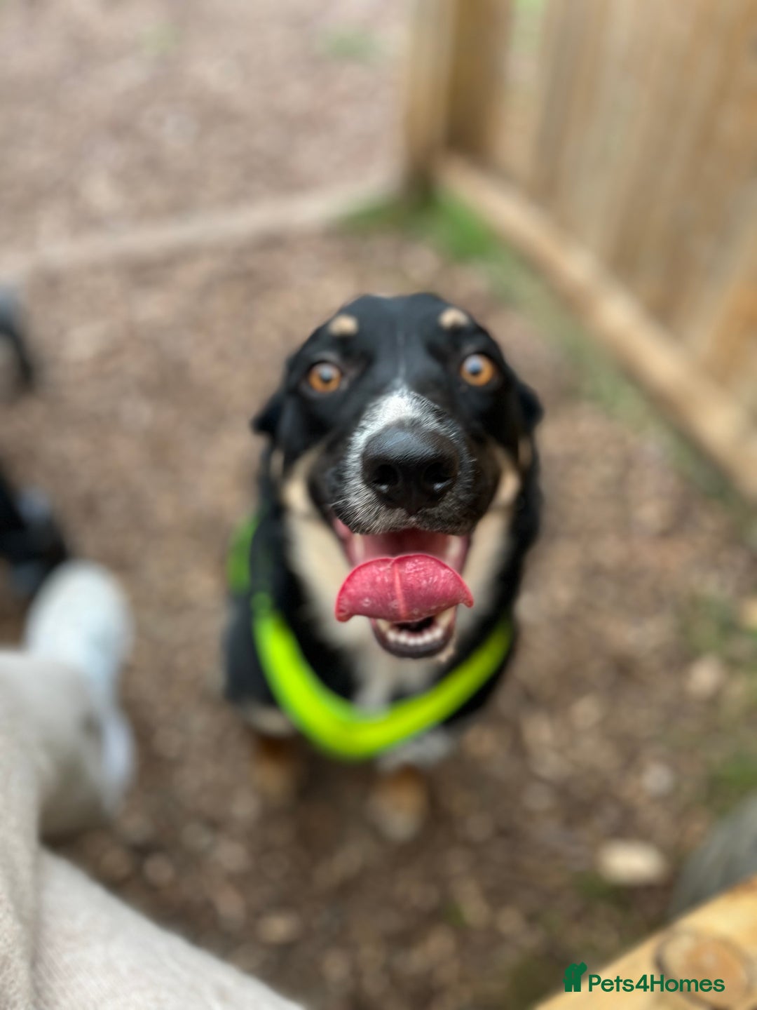 Mixed Breed dogs for sale: Border collie x German Shepard  - Image 1