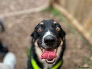 Mixed Breed dogs - Advert 25