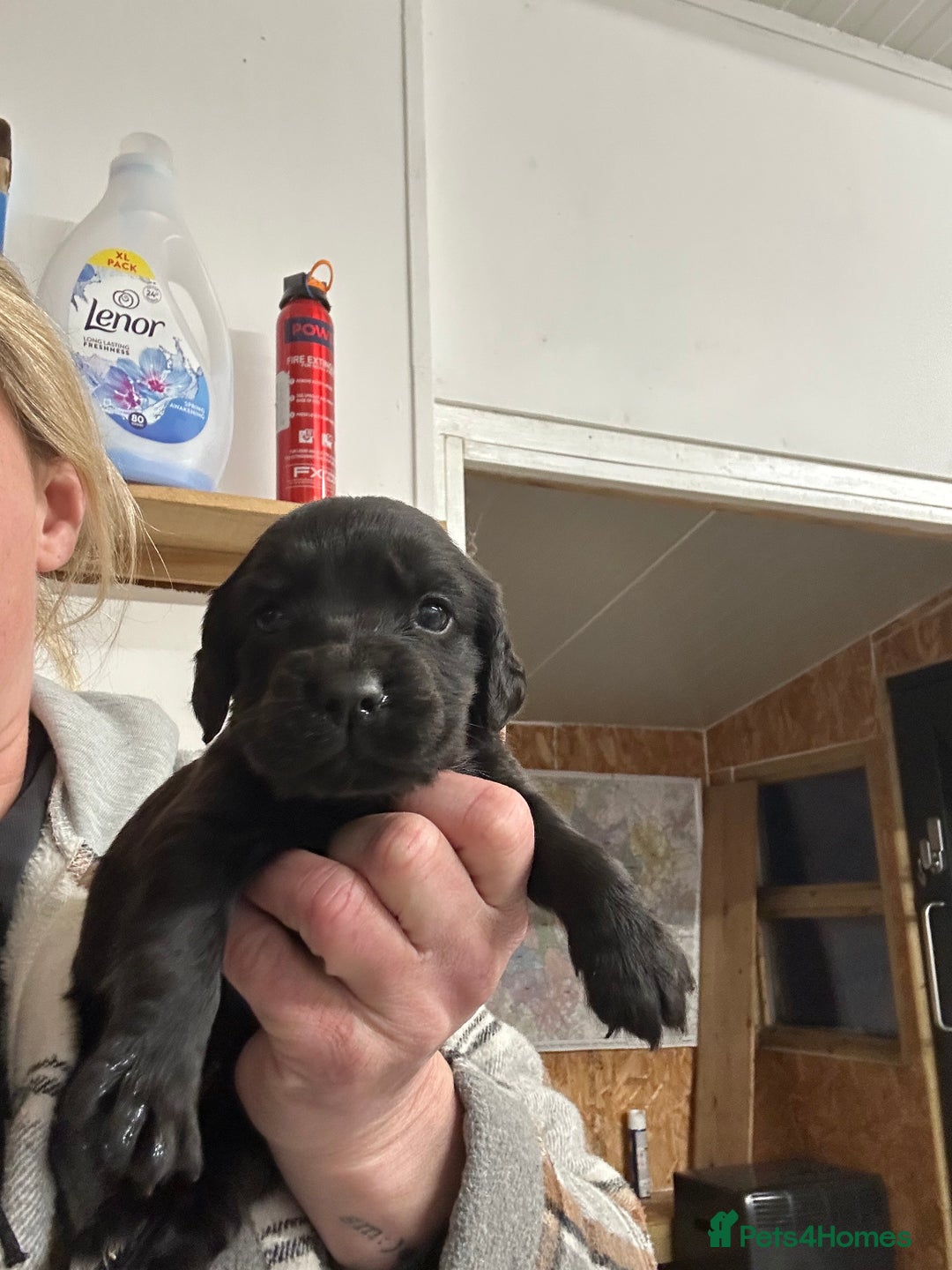 Cocker Spaniel dogs for sale: Kc reg Cocker bitch. Black Ready TODAY - Advert 12