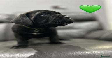 Cane Corso dogs - Advert 1