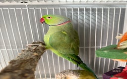 Ringnecks birds for sale: Bird pair and cage  - Image 4