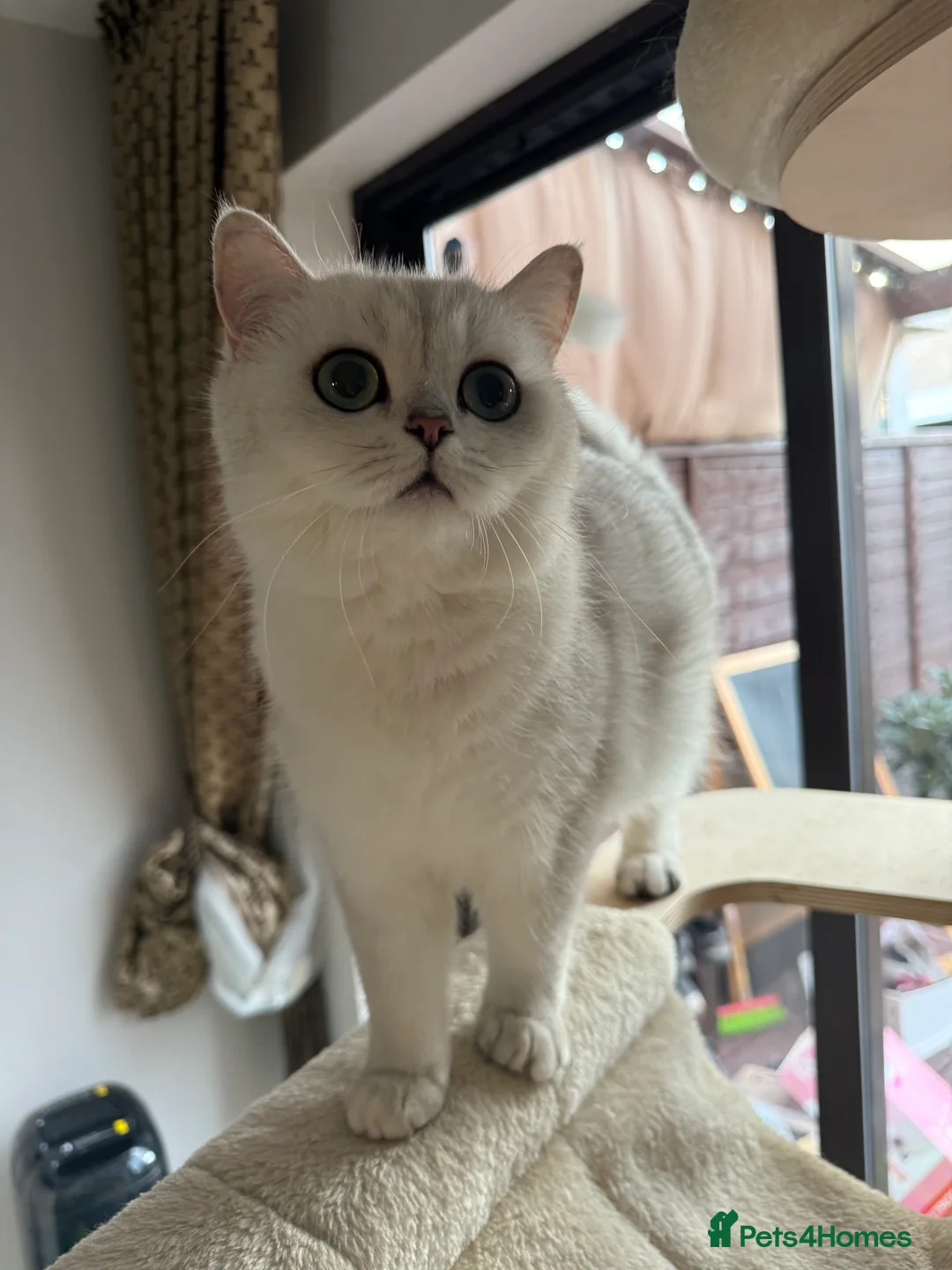British Shorthair cats for sale: Adorable GCCF British Shorthair kittens - Advert 7