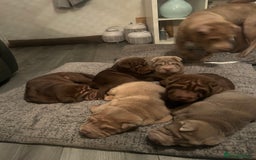 Shar Pei dogs for sale: Beautiful Shar Pei puppies  - Image 6
