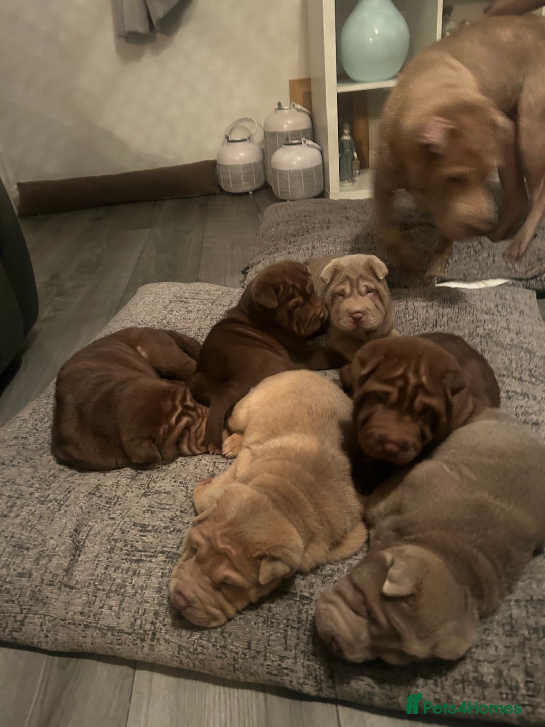 Shar Pei dogs for sale: Beautiful Shar Pei puppies  - Image 6