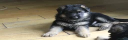 German Shepherd dogs for sale: Outstanding KC Registered German Shepherd Puppies in Newcastle upon Tyne - Advert 6
