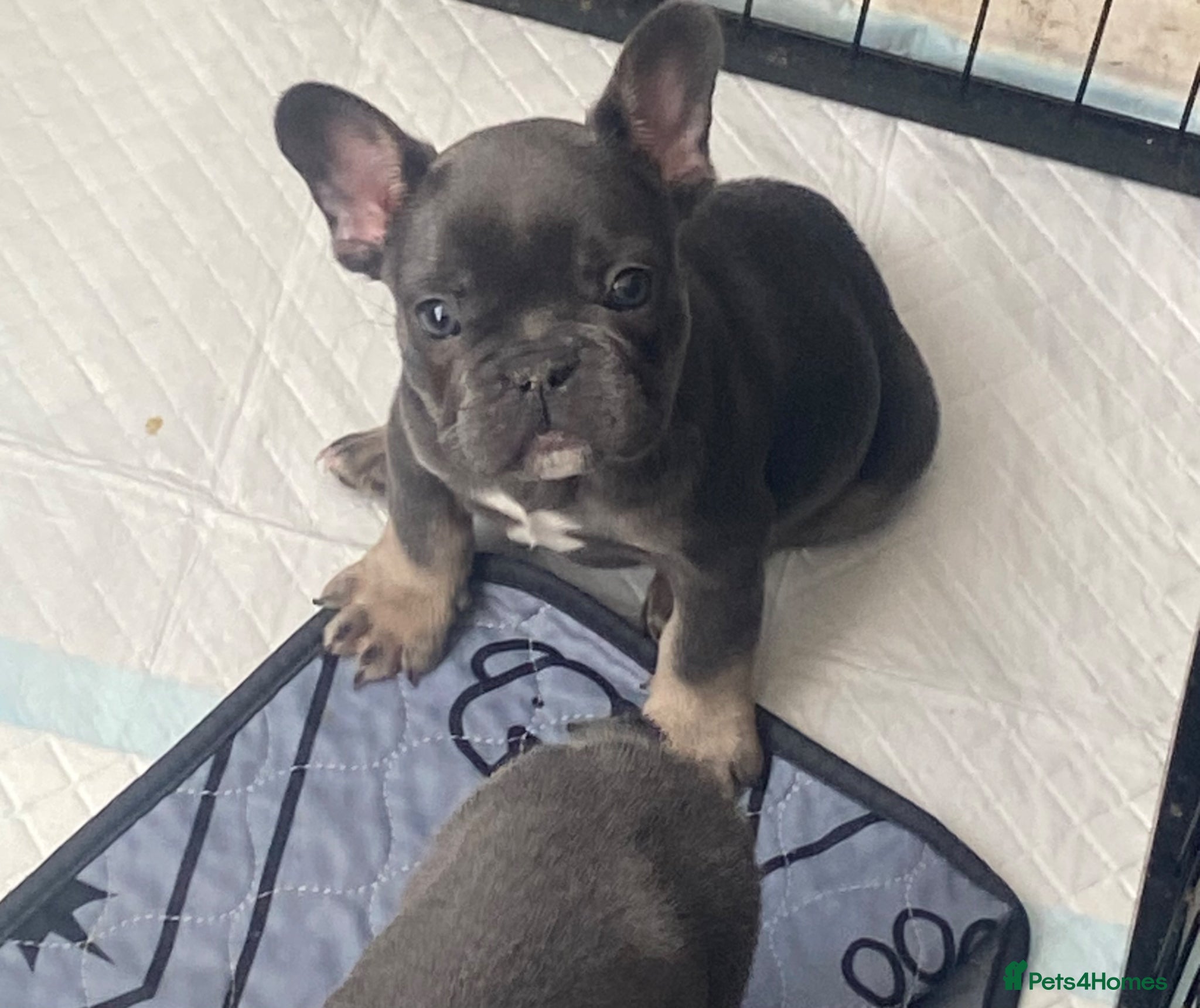 French Bulldog dogs Stunning litter of French bulldogs  - Advert 17