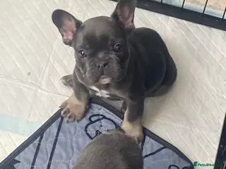 French Bulldog dogs Stunning litter of French bulldogs - Advert 17