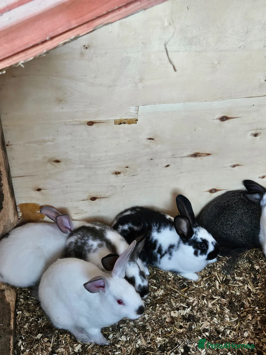 New Zealand rabbits for sale: Newzealand baby rabbits in Normanton - Advert 2