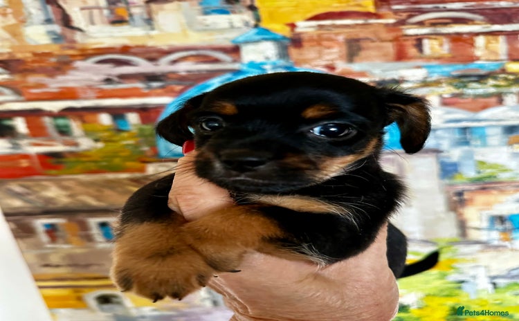 Yorkiepoo dogs Yorkiepoo puppies with a touch of chihuahua  - Advert 1