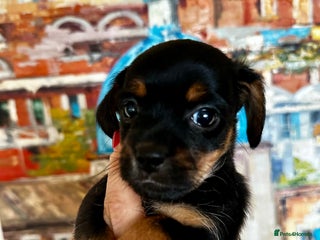 Yorkiepoo dogs for sale: Yorkiepoo puppies with a touch of chihuahua - Advert 1