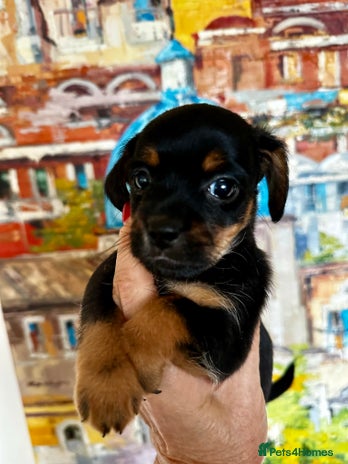 Yorkiepoo dogs Yorkiepoo puppies with a touch of chihuahua - Advert 1