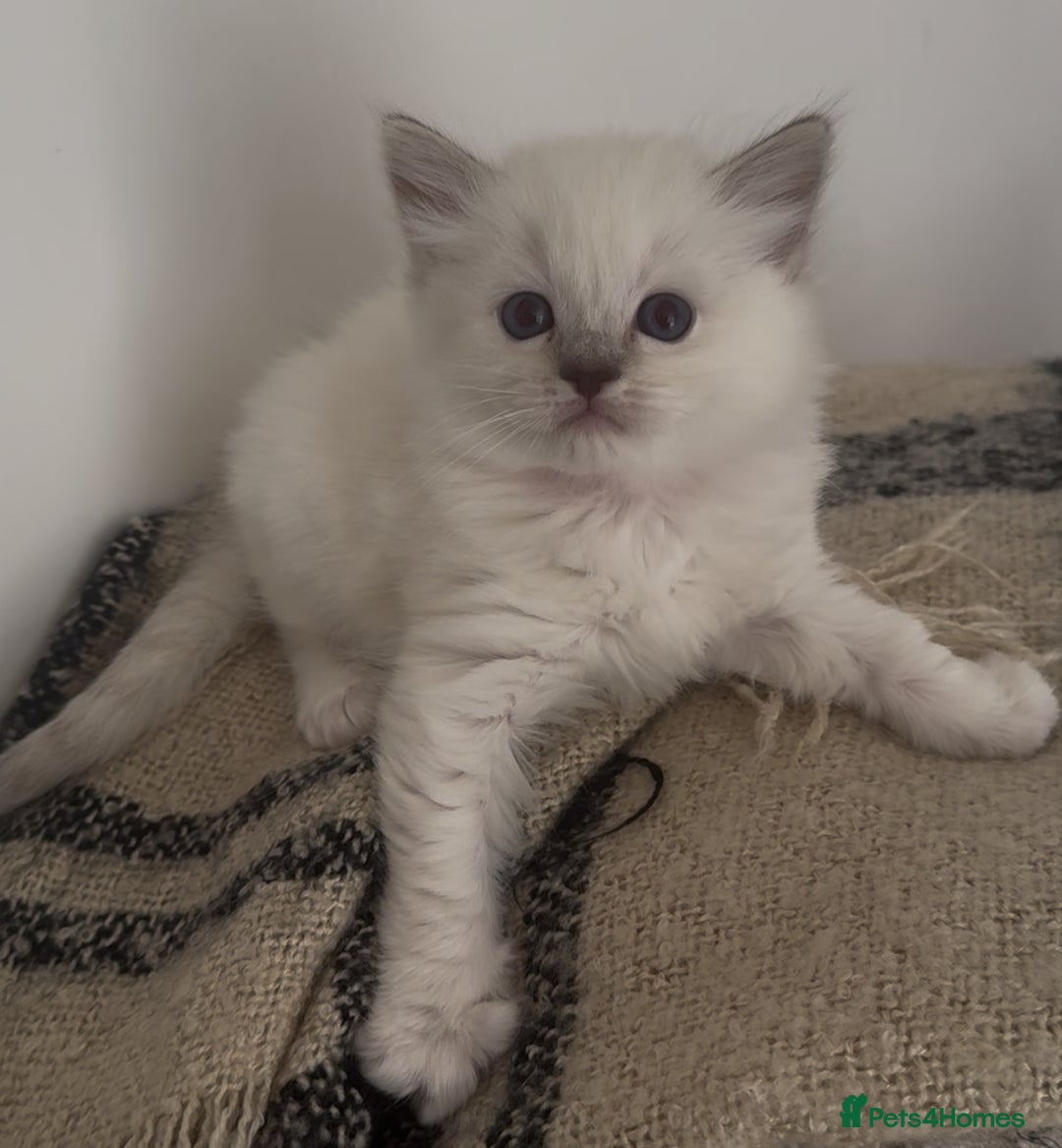 Ragdoll cats for sale: GCCF registere ragdoll kittens ready now 🐱 😍 in Berkhamsted - Image 8