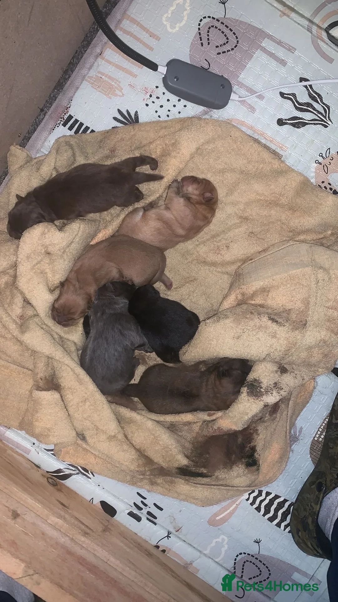 Chow Chow dogs for sale: Chow chow puppies - Advert 2