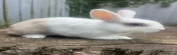 Rex rabbits for sale: Blue eyed white/beige rabbit - Advert 2
