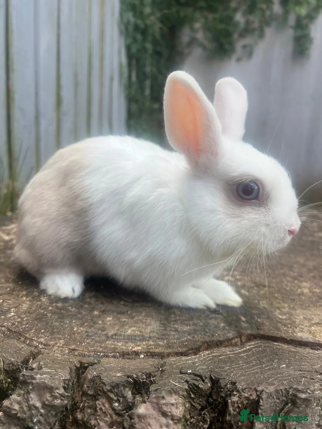 Rex rabbits for sale: Blue eyed white/beige rabbit - Advert 2