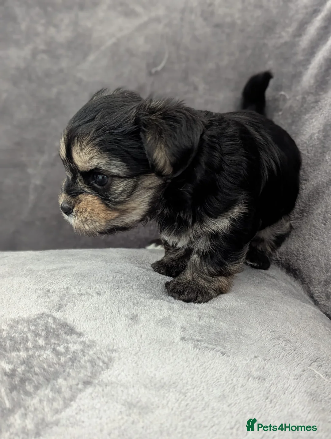Chorkie dogs for sale: Chorkie puppies  - Advert 21