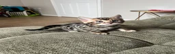 Bengal cats for sale: Stunning Bengal boy  - Advert 3