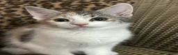 Mixed Breed cats for sale: Gorgeous Fluffy Kittens. Beautiful Little Souls🤍 - Advert 13