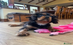 Cavalier King Charles Spaniel dogs for sale: Beautiful cavalier king charles puppy for sale - Advert 4
