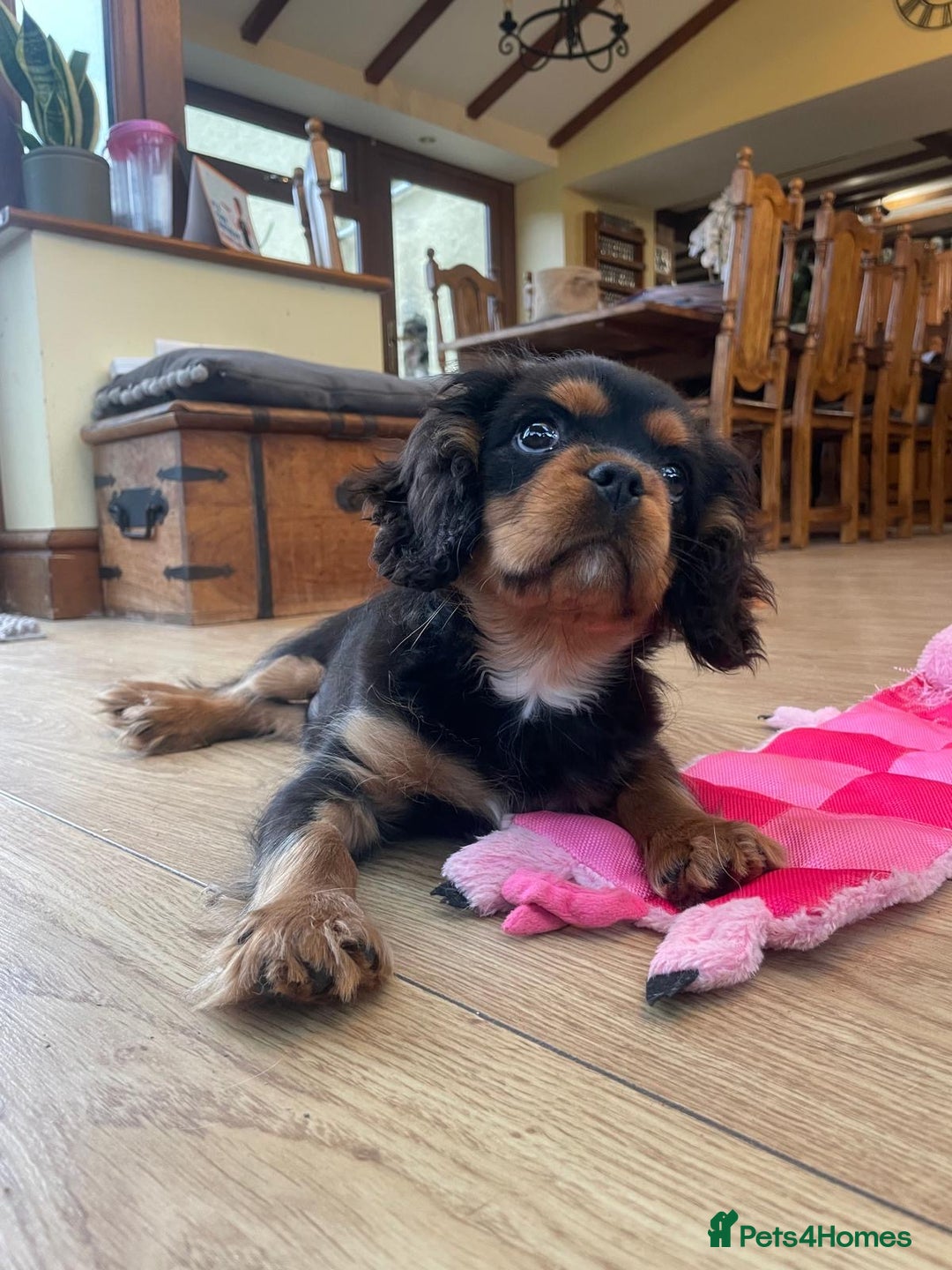 Cavalier King Charles Spaniel dogs for sale: Beautiful cavalier king charles puppy for sale - Advert 4