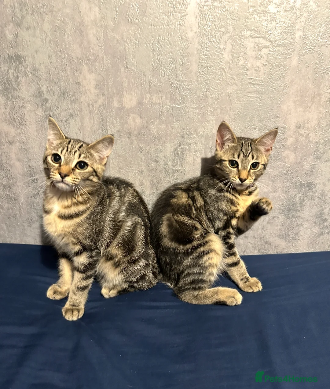 Mixed Breed cats for sale: Pair of Bengal cross kittens! - Advert 6