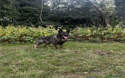 German Shepherd dogs for sale: Germany 🇩🇪 shepherd puppies dogs 🐕 big boned - Image 9
