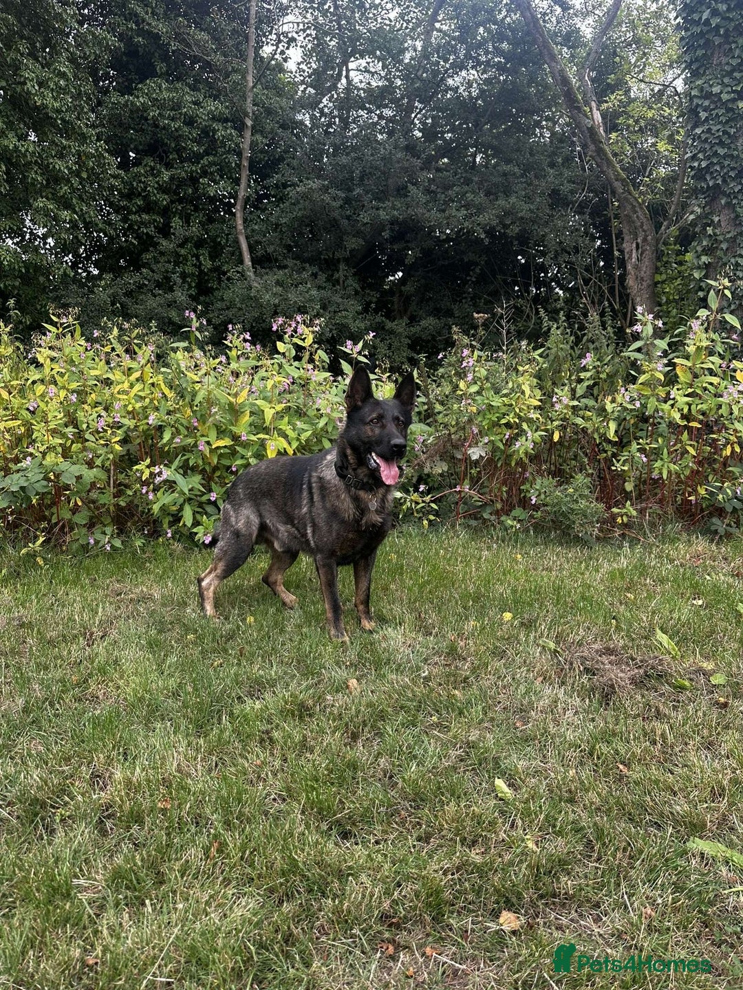 German Shepherd dogs for sale: Germany 🇩🇪 shepherd puppies dogs 🐕 big boned - Image 9