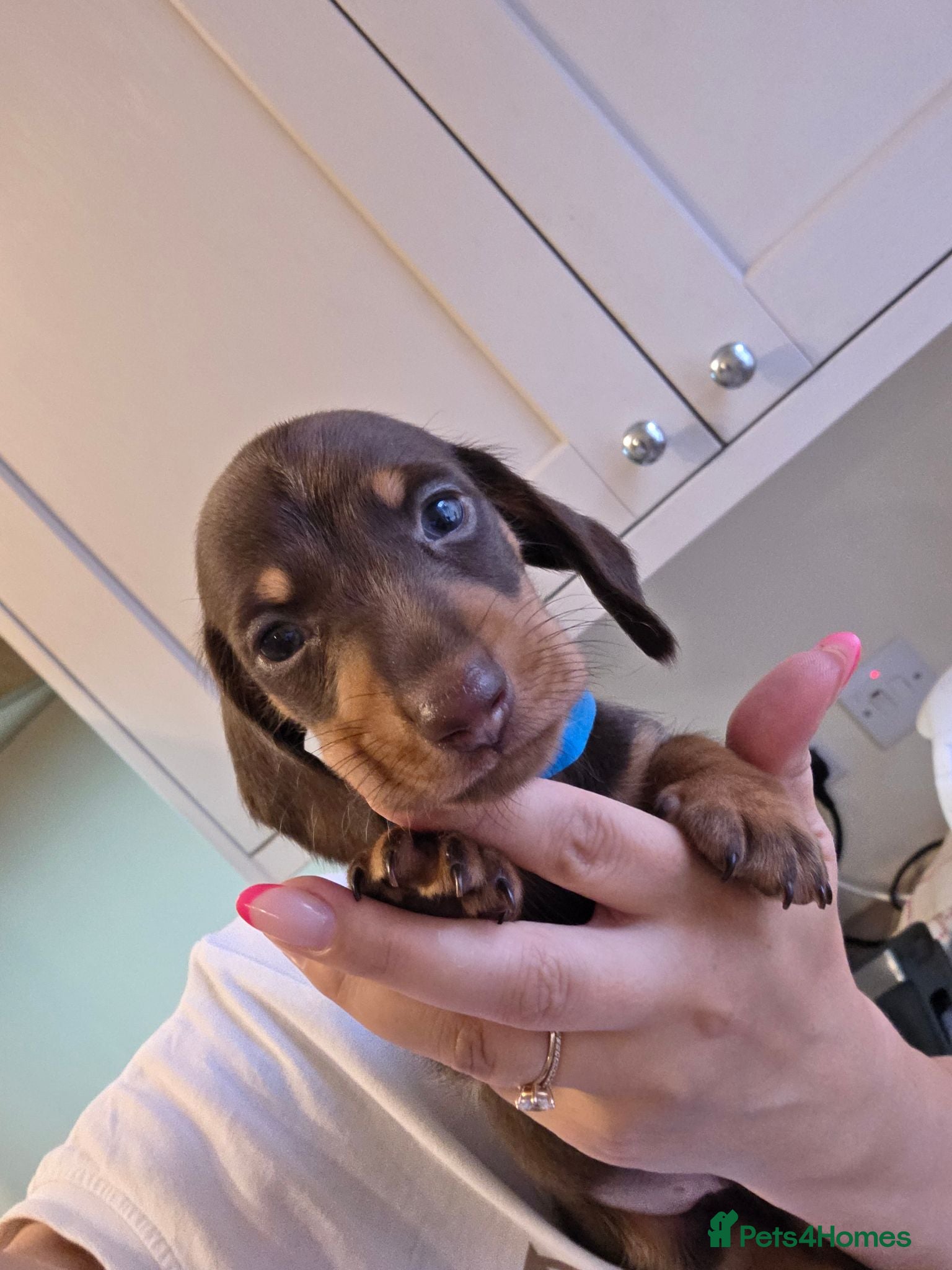 Miniature Dachshund dogs Kc registered Miniature Dachshund  - Advert 1