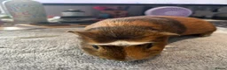 Guinea Pig rodents for sale: Guinea Pig Looking for a Loving Home in Bristol - Advert 3