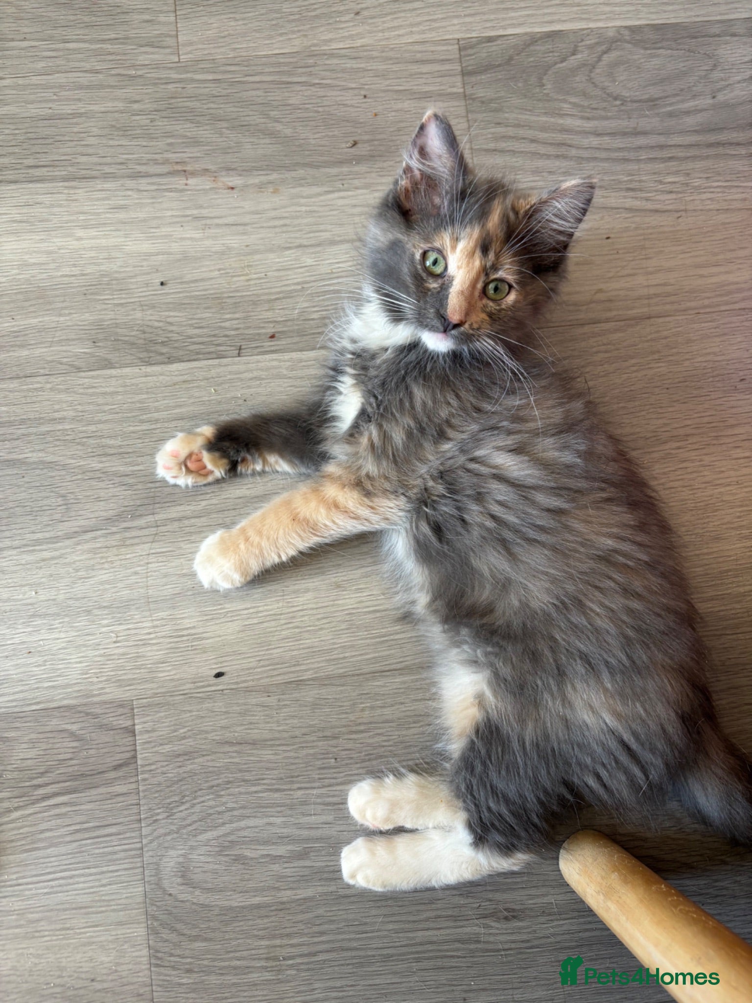 Mixed Breed cats 4 kittens male/female long hair dilute calico - Advert 11