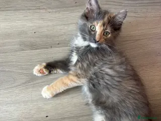 Mixed Breed cats 4 kittens male/female long hair dilute calico - Advert 11