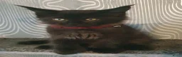 Maine Coon cats for sale: Tica registered DNA tested parents poly Maine Coon - Advert 13
