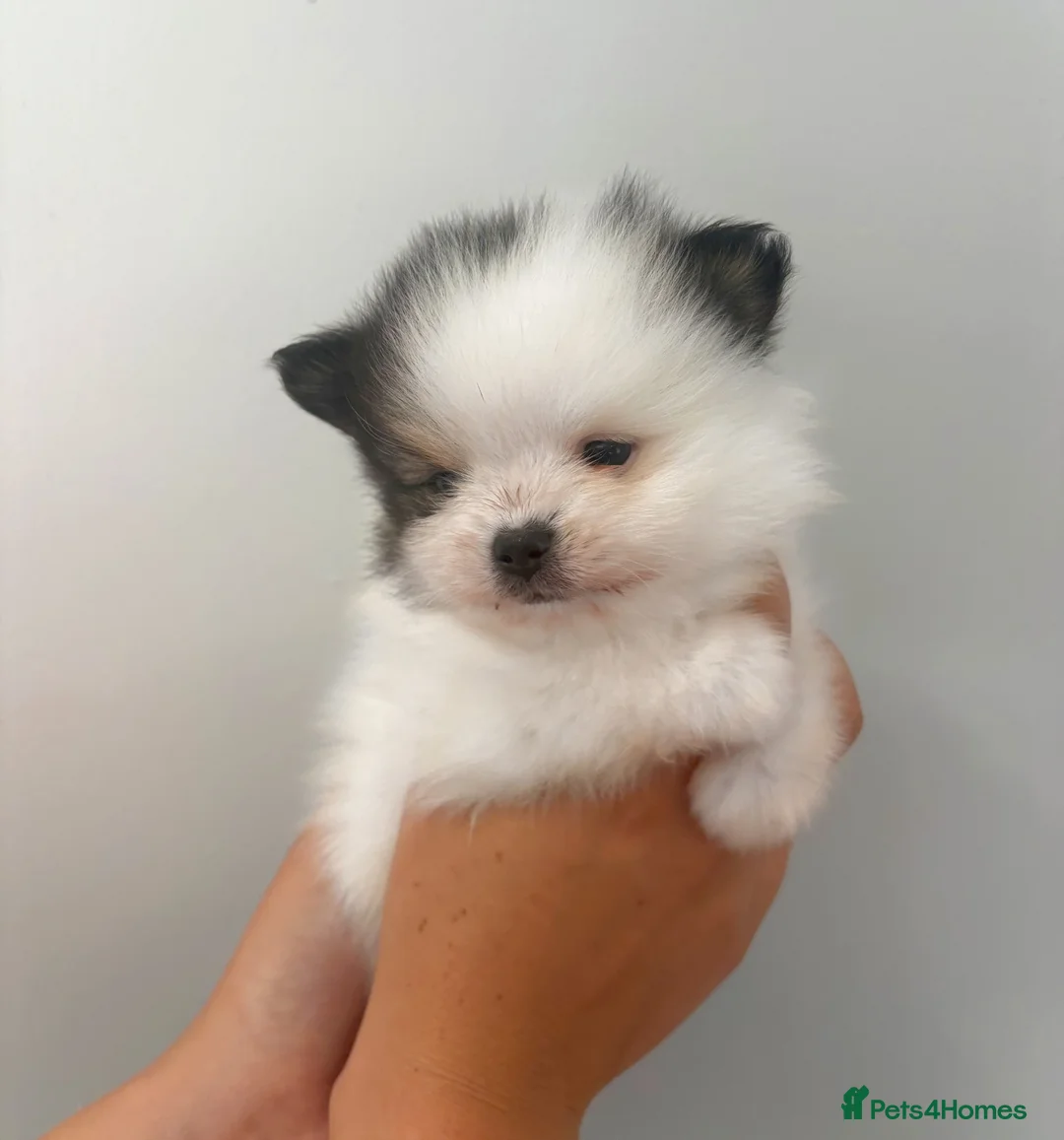 Pomeranian dogs for sale: 🐾 KC Registered Pomeranian Puppies 🐾 - Advert 15