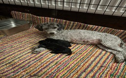 Toy Poodle dogs for sale: Adorable little toy poodle girls  - Image 2