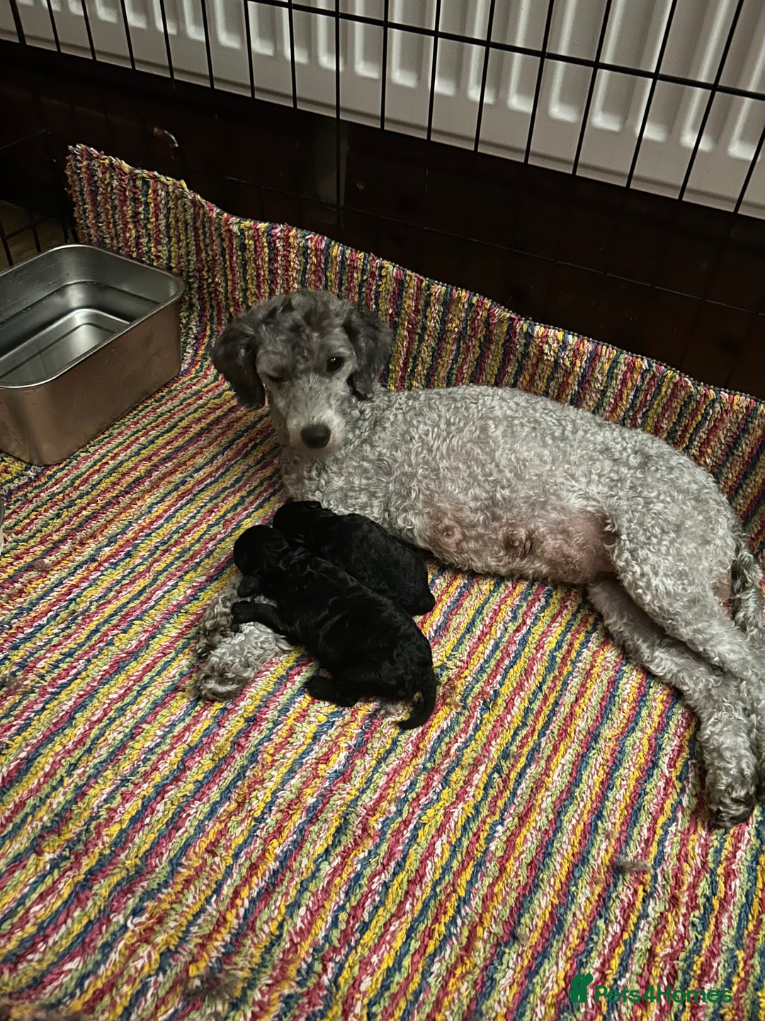 Toy Poodle dogs for sale: Adorable little toy poodle girls  - Image 2