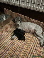 Toy Poodle dogs - Advert 3