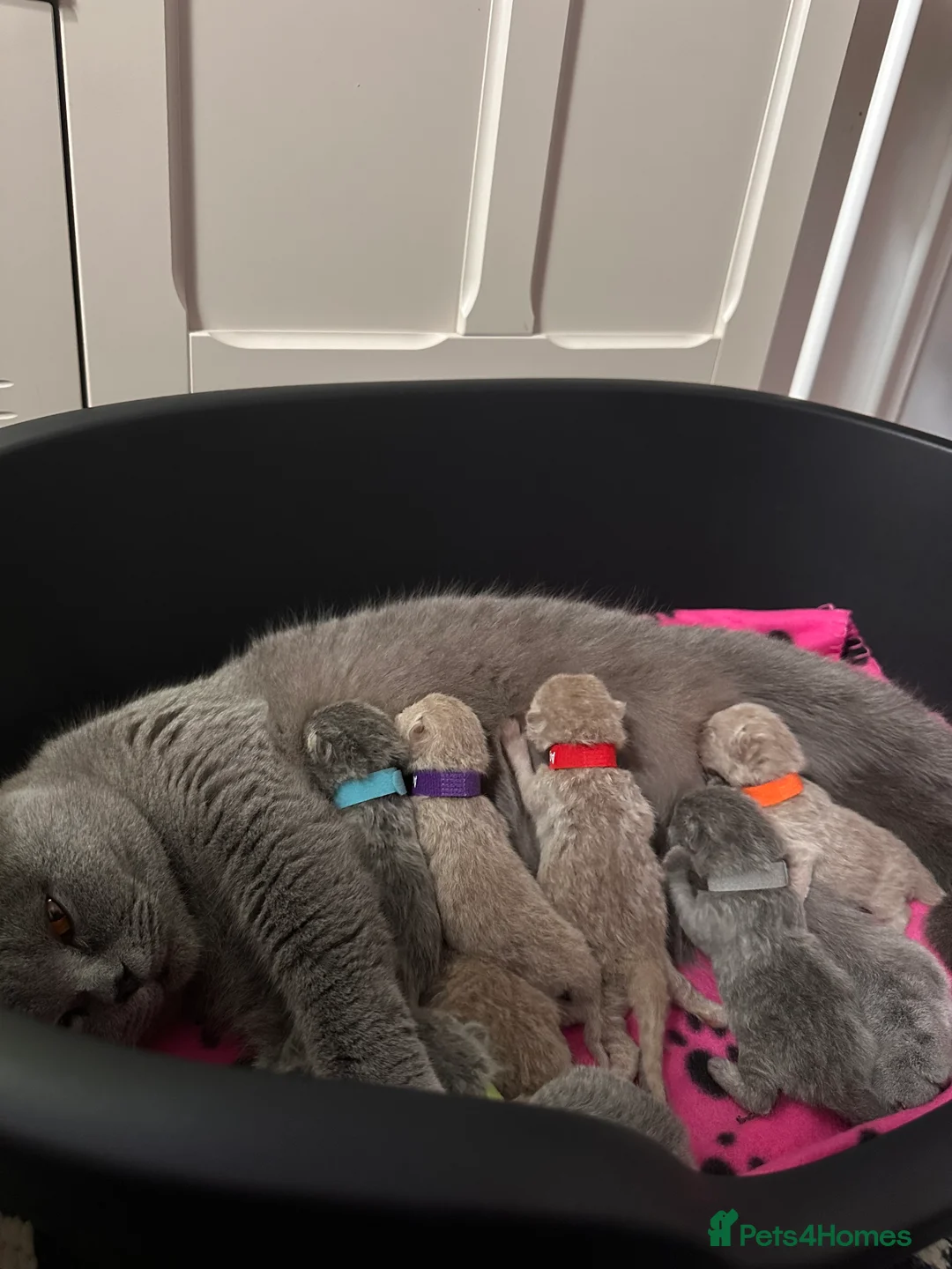 British Shorthair cats for sale: British shorthair Mixed litter  - Advert 4